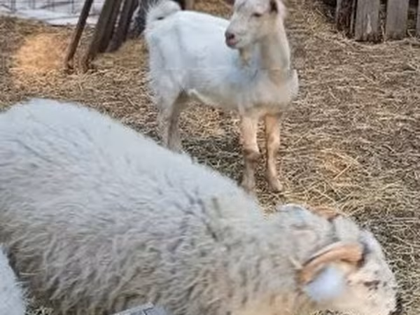 公山羊, Goats
