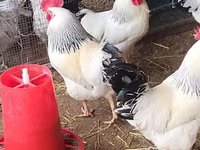 Adler Silver — foto 3