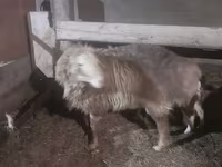 Kos, Hissar sheep — 2. fotó