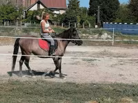 Mare, Polish pony — photo 4