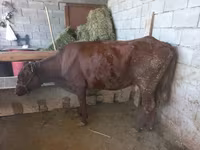 Cow, Latvian Blue cattle — photo 6