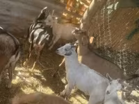 母山羊, Goats — 照片 4
