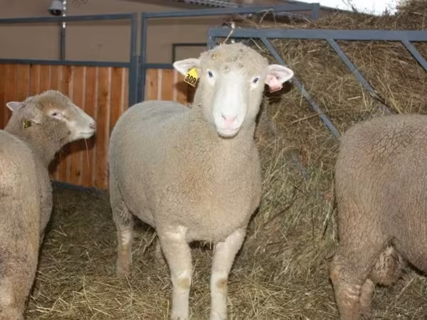 Beran, Dorset horn sheep