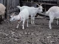 Cabra, Cabras — foto 2