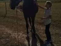 घोड़ा, Dutch warmblood horse — फ़ोटो 2