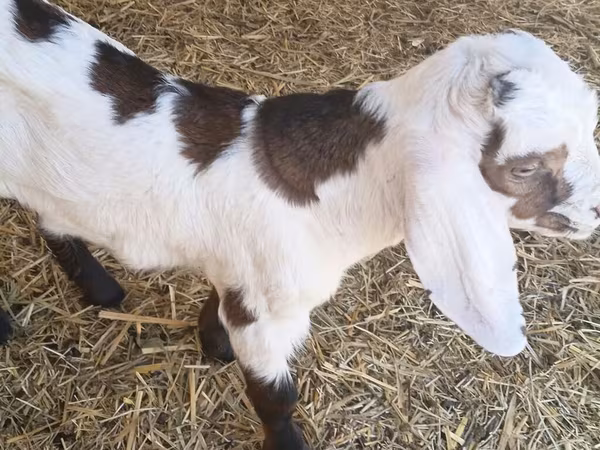 Bak, Nubian Goat