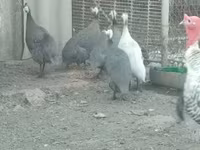 Guinea fowl — photo 1
