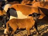 Widder, Cameroon sheep — Foto 6