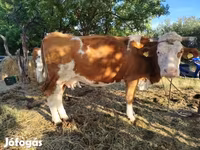 母牛, Simmental cattle — 照片 1