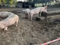 Säue, Schweine — Foto 3