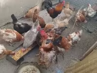 Chickens — photo 3