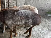 Juhok (tétel, nem megadva), Juhok — 4. fotó
