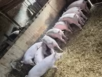 公猪, Pigs — 照片 5