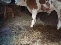 सांड, Simmental cattle — फ़ोटो 2