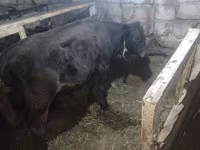 Bika, Aberdeen-Angus — 4. fotó