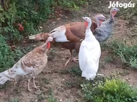 Turkeys — Foto 1