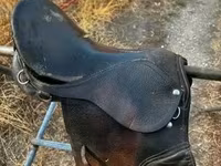 公马, Horses — 照片 5