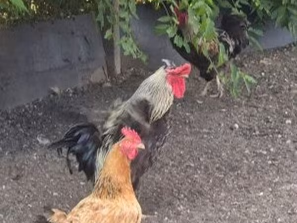 Chickens — 匈牙利