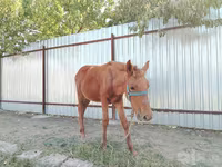 母马, Horses — 照片 1
