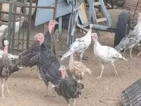 Turkeys — foto 1