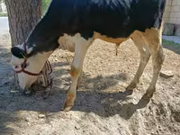 Touro, Russian Black pied cattle — foto 1