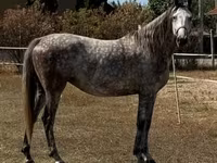 Madyan, Kisber felver — foto 1