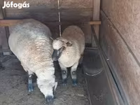 Kos, Shroshire sheep — 2. fotó