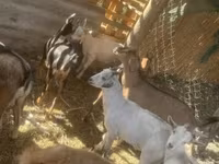 Goat, Goats — photo 4
