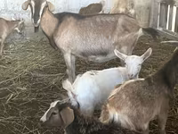 Cabras (lote, sexo no especificado), Alpine goat — foto 8