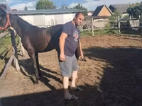 Yegua, Dutch warmblood horse — foto 5