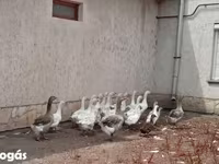 Geese — 照片 2