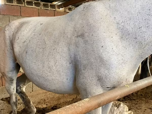 Yegua, Caballos