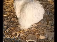 براهما — الصورة 2