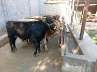 Bulle, Swiss cattle — Foto 6
