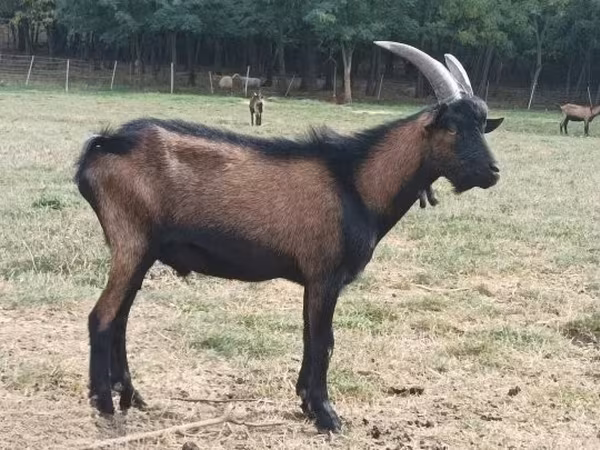 تيس, Alpine goat