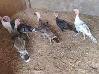 Turkeys — Foto 2