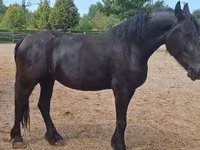 Madyan, Friesian — foto 2