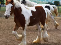 घोड़ी, Gypsy horse — फ़ोटो 2