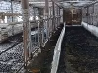 Krava, Bukovinský průmyslový typ červenobílé ukrajinské krávy — foto 2