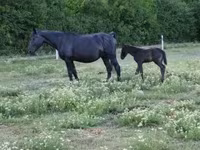 Stute, Nonius horse — Foto 3