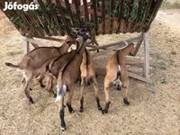 公山羊, Alpine goat — 照片 3