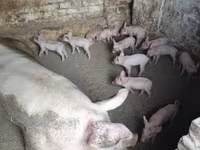 सूअर (लॉट, लिंग निर्दिष्ट नहीं), सूअर — फ़ोटो 2