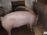 Pigs (batch, sex not specified), Крупная белая — photo 2