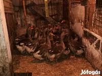 Geese — Foto 1