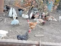 Guinea fowl — photo 2