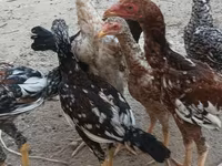 Chickens — الصورة 8