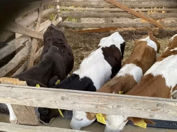 Bull, Simmental cattle — Hungary