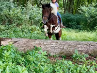 Hing, Pinto horses — 6. fotó