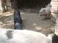Schweine (Partie, Geschlecht nicht angegeben), Вьетнамская вислобрюхая — Foto 4