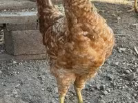 Chickens — foto 6